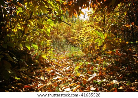 Tunnel of autumn vegetation.
