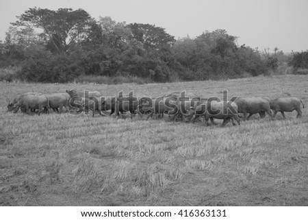 Thai Buffalo  walk over the field go back home with sunset. Life' Machine of Farmer. Original agriculture use buffalo plow the field.black and white picture