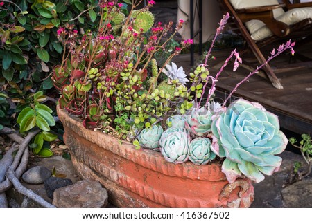 Lots of Succulents in a large pot and some stones