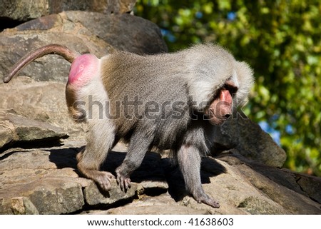wild baboon