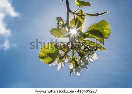 single branch with white cherry blossoms in blue sky