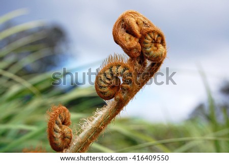 Curled young silver fern leaf buds on natural background