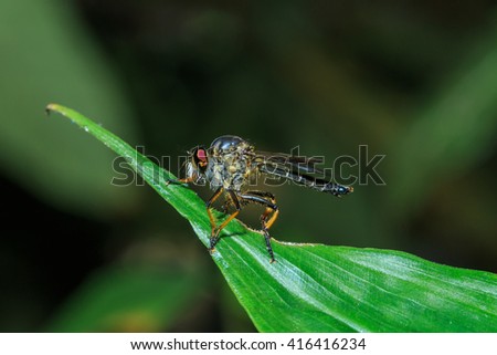 Robber fly,Insects, bug,animals, nature.