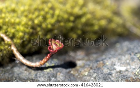 close up plant growing from moss to stone