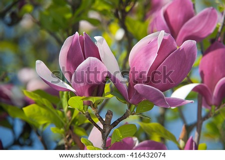 pink magnolia flowers. Spring floral background