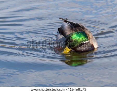 Male Mallard Duck Swimming and Bowing