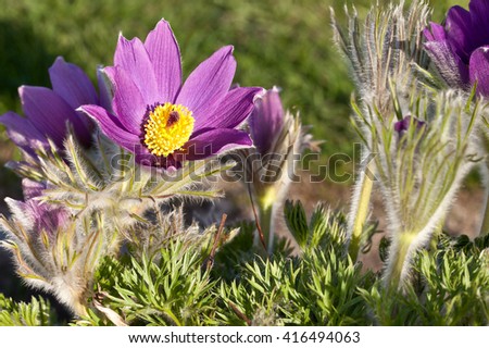 purple pasque flower (Pulsatilla vulgaris)