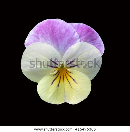Violet pansy flower isolated on black  background 