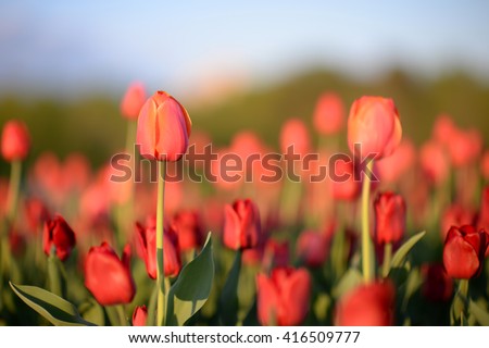Natural flowers background. Amazing nature view of closeup red blooming tulip landscape under sunlight in sunny garden at the middle of summer or spring. Royalty-Free Stock Photo #416509777