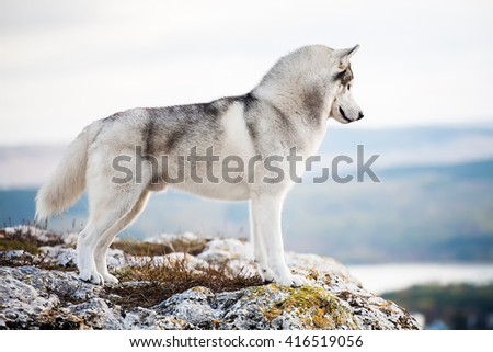 A beautiful gray Siberian husky stands on a rock in the background of a forest.