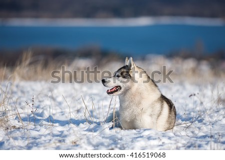 Grey Siberian Husky lying in the snow on the mountain in the background of the lake. The dog on the background of nature. Dog in winter. Christmas.