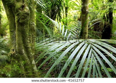 Dense tropical forest in north island of New Zealand.