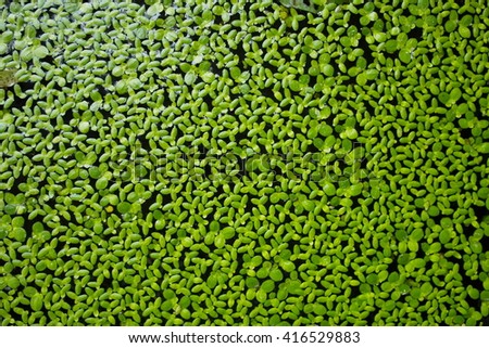 Duckweeds, or water lenses, are flowering aquatic plants which float on or just beneath the surface of still or slow-moving bodies of fresh water and wetlands,use for a background in another picture 