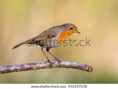 Robin with mealworm in mouth on a branch against a pale yellow natural background.