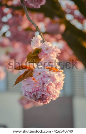 Sakura Flower with Beautiful Nature Background