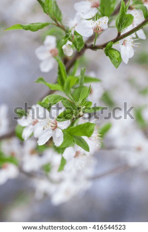 Spring cherry orchard in bloom