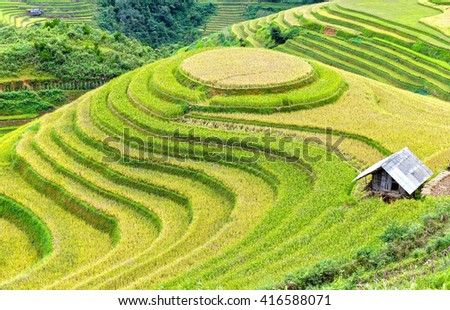Terraced fields picture beautiful raspberry with rows grain winding mountain, next to house floor accent. It recognized as a national scenic effort by man made in Yen Bai, Vietnam