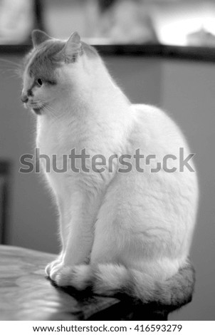 young cat in black and white photographed at home with beautiful blur around