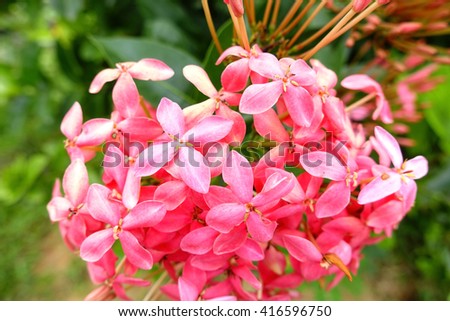 Ixora (Coccinea) Beautiful Flower:select focus with shallow depth of field:ideal use for background.