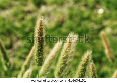 The flower of the grass, grass, plants, natural, blur the background.