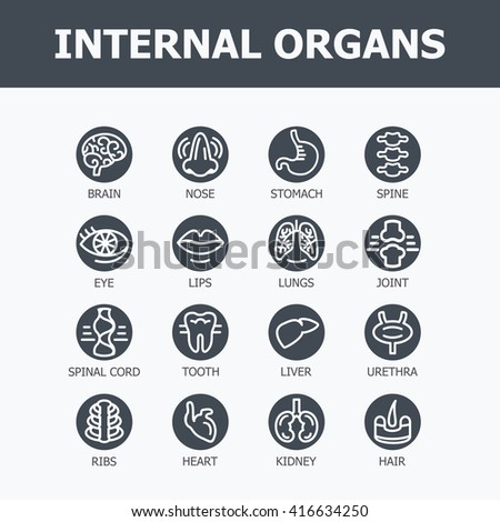 Internal organs set. Medical infographic icons, human organs, body anatomy. Vector icons of internal human organs Flat design. Internal organs icons. Internal organs icons art.
