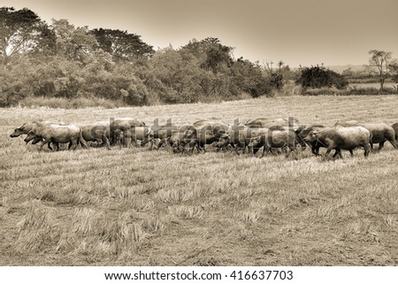 Thai Buffalo  walk over the field go back home with sunset. Life' Machine of Farmer. Original agriculture use buffalo plow the field.black and white picture