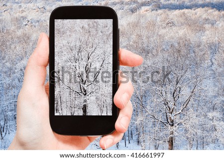 season concept - tourist photographs bare oak tree in frozen forest in winter day on smartphone
