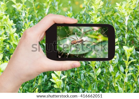 gardening concept - farmer photographs spider on cobweb between boxwood leaves on smartphone