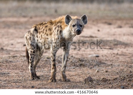 Wild Spotted Hyena posing on open sandy land. Kruger National Park, South Africa.