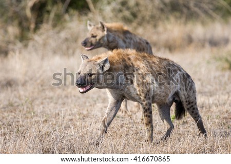 A clan of wild Spotted Hyenas walking through grass in the Kruger National Park, South Africa.
