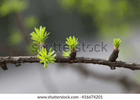 Budding spruce branch with greenery needles leaves, springtime forest. macro view, soft focus background, shallow depth of field. New life, beginning concept image. 