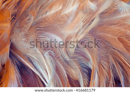 Brown chicken feather vintage color trends texture background