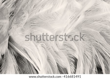 Black and white vintage color trends chicken feather texture background