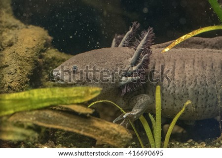 axolotl mexican salamander portrait underwater while eating