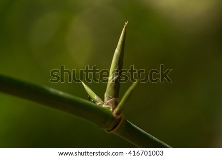 bamboo stalk with shoot growing up Royalty-Free Stock Photo #416701003