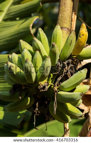 Green bananas on stalk Royalty-Free Stock Photo #416703316