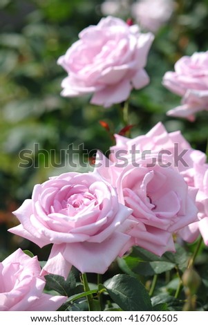 Beautiful Rose in Japan