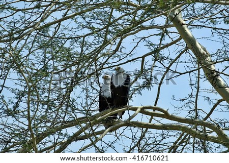 African Fish Eagle, Haliaeetus vocifer, lives in pairs,  Gorongosa National Park in Mozambique