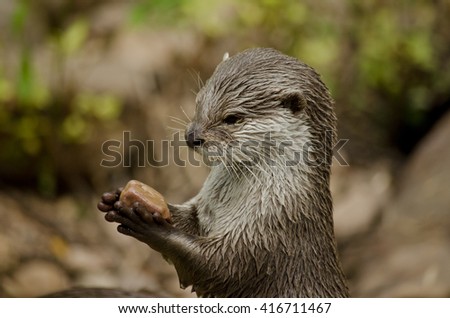 this is a close up of a oriental otter