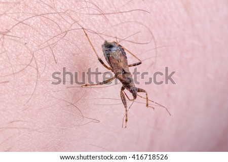 Brown kissing bug on a people hand