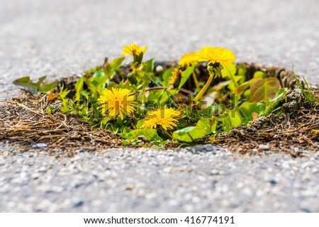 Lots Of Dandelions With Cly And Green Leafs In The Damage Concrete Road