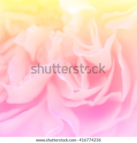 Soft blurred of rose flower in pastel color and blur style for background