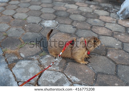 ground squirrels species prairie dog