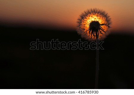 dandelion on a background of the sun