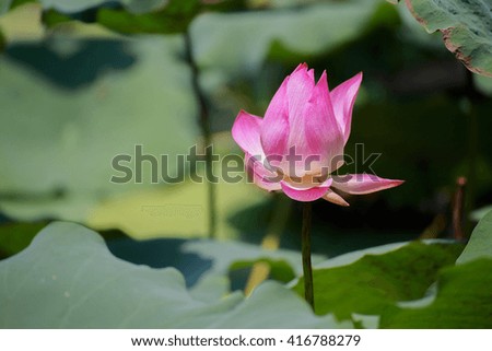 Pink lotus petals in the marsh.