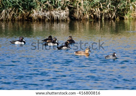 Flock of Ring-Necked Ducks Resting on the Blue Water