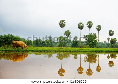 Rice fields in Songkhla Moung village in Southern Thailand during rain season:Select focus with shallow depth of field.