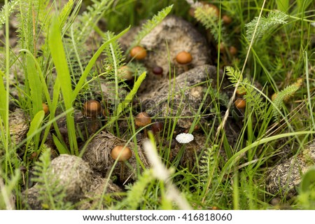 Dung-loving Psilocybe (Deconica coprophila) growing among horse manure in a grassy field in England
