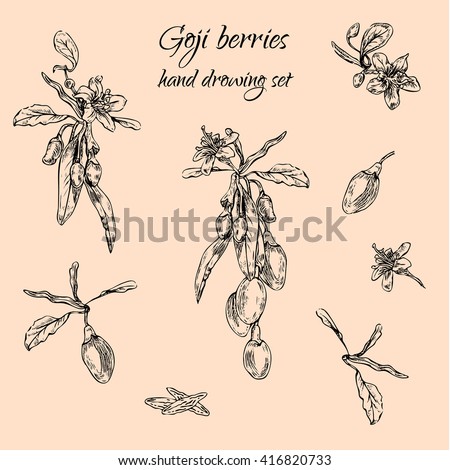 Hand drawn goji berries monochrome set.  Engraving illustration.  Nature organic super-foods design elements.  Vector illustration  Royalty-Free Stock Photo #416820733