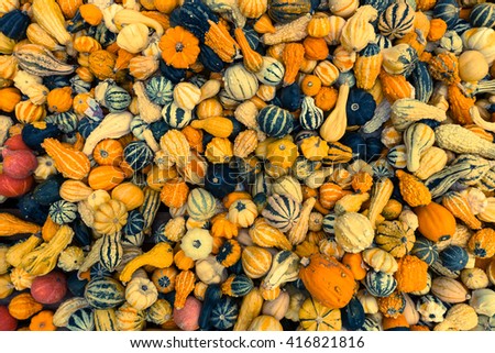 Variety of Colorful Pumpkins and Squashes